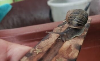 VETERINARIA JORGE VILLA