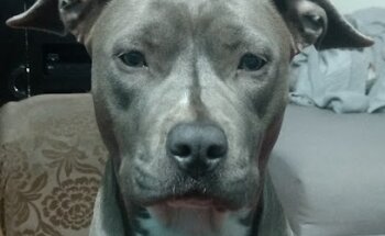 Centro Veterinario Nicniuh