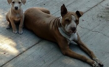 Consultorio de Mascotas