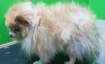 Veterinaria Dogtor Mascota