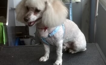 Mr. Woof Veterinaria Coapa