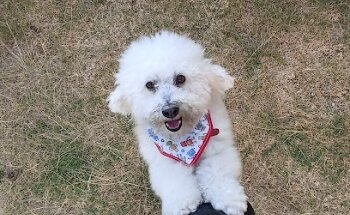 Clinica Veterinaria C Vets