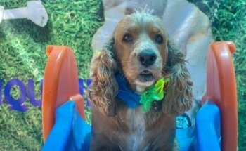 Señor Mascota Culiacán