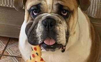 Veterinario Israel Camacho Macotela