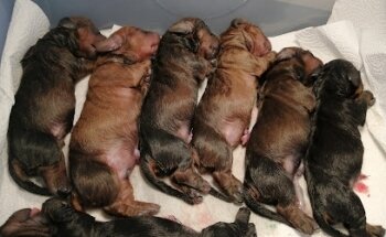 Veterinaria Hábitat