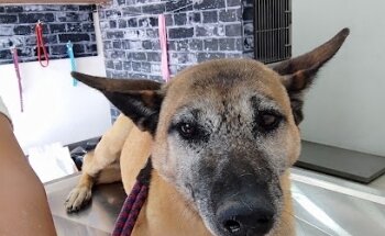 Arciga Vet & Bulldogs