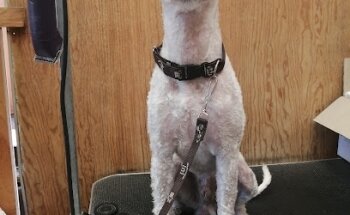 Veterinaria y Acupuntura