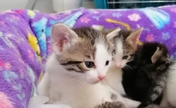 Pet House Animal Care