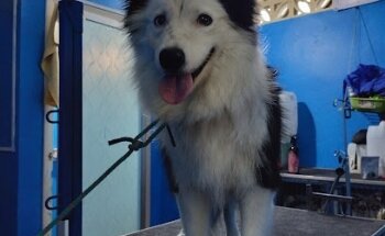 CLINICA VETERINARIA QUINTIL