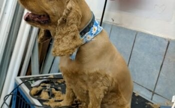 Healthy Animals Veterinaria