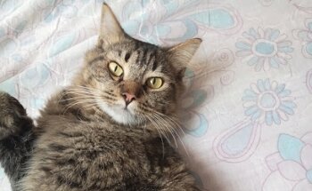 CONSULTORIO VETERINARIO DR. ROCHA