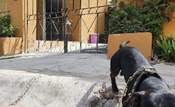 Veterinaria Peek Miis