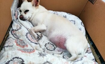 ProCanin Veterinaria