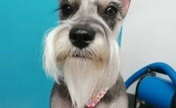 Pet Medical Vet&Grooming