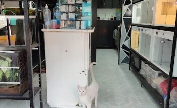 Clínica Veterinaria y Estética Canina My pets