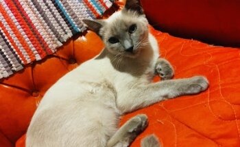 Centro Veterinario Monterrey