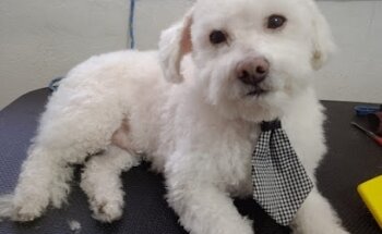 Veterinaria San Martín de Porres