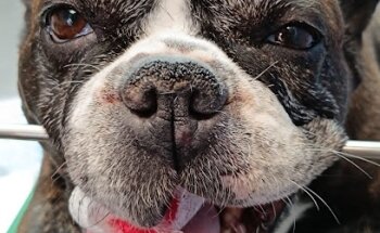 Veterinaria Pet's Care