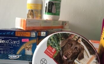 Consultorio Veterinario 