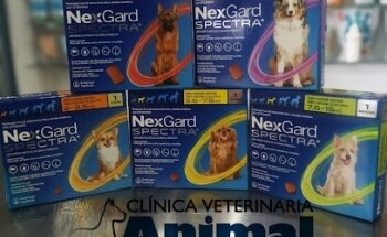 Clinica Veterinaria Animal City