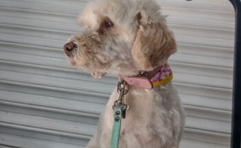 VidAnimal Spa y Veterinaria