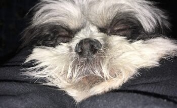 Centro Veterinario Cergom