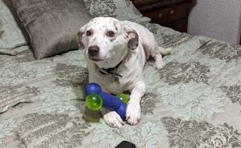 Veterinaria Smart Petz