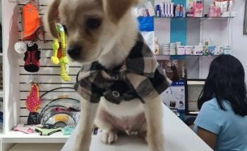 Zoona PET Clínica Veterinaria & Estética