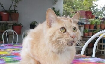 Veterinary Specialty Hospital