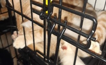 Veterinaria Vet Life