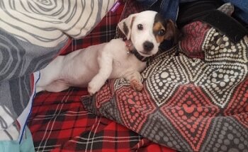 Veterinaria Pekeñeces