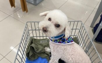 Veterinario “CONMEVET”