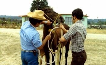 Albeitería Homeopática Veterinaria