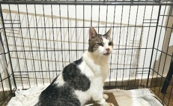 ZOOPETS, Central Médica Veterinaria