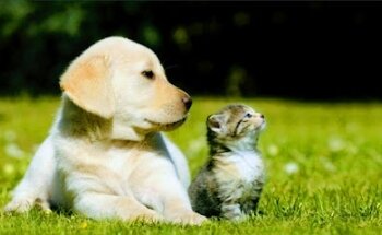 Vital-Can Veterinaria