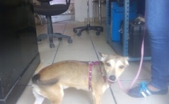 Consultorio Veterinario 