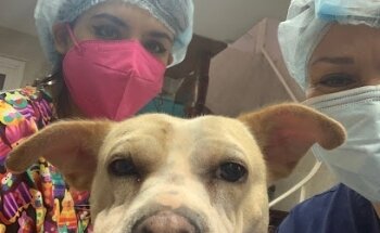 Veterinaria Dra. Diana