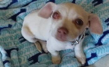 Clinica Veterinaria Beethoven