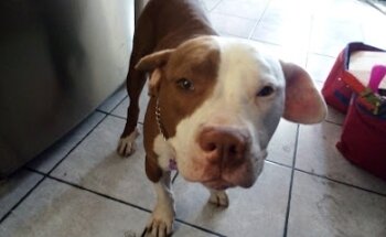 VETERINARIA PERIFERICO