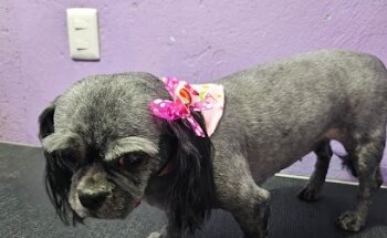 Veterinaria y Estética Canina 