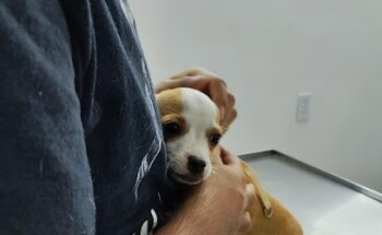 Consultorio Veterinario MAYA