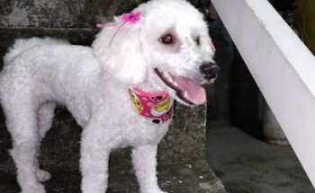 Consultorio Veterinario y Estetica Canina LUNA