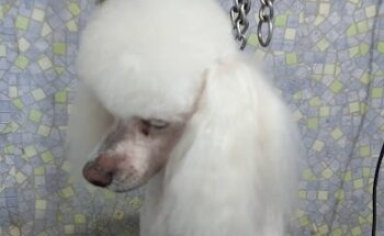 Estética Canina La Mascota