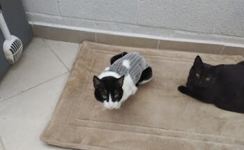 Veterinaria Dr. Arturo