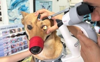 Centro Oftalmólogico Veterinario