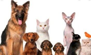 Veterinaria Santa Fé.