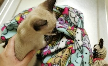 Consultorio Veterinario Dyd