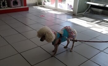 Veterinary Clinic Animal's