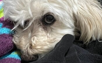 Veterinaria Campeche