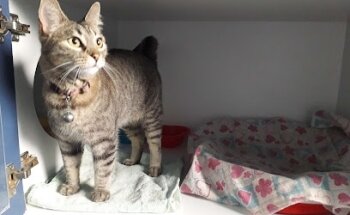 oncat veterinaria exclusiva para gatos